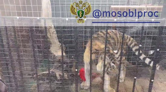 ভিডিও – সমাজ – বাড়ির মালিক টাইগারনের মালিকানার বৈধতা নিশ্চিত করেন নি: ভিডিও